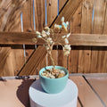 Amazonite Stone Chips Wire Tree #2510